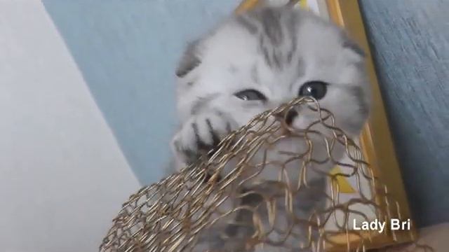 Шотландские вислоухие котята серебристые табби, вискас www.LadyBri.ru смотреть онлайн