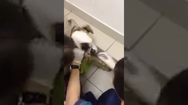 Собака с подземки-выпускаем воздух. смотреть онлайн