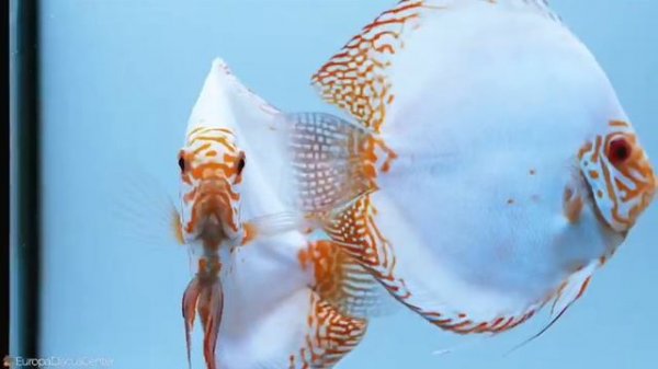 Разнообразие Дискусов от EuropaDiskusCenter