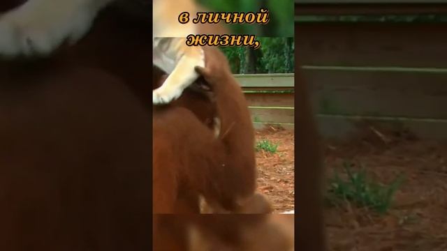 Как понять, что ждет в год ТИГРА тех, кто родился в год ОБЕЗЬЯНЫ? смотреть онлайн