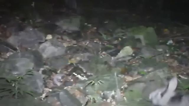 Странные кадры, сделанные фотоловушками в лесу смотреть онлайн