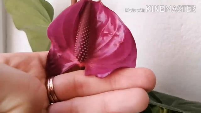 Мои антуриумы. Любимые комнатные цветы осенью. смотреть онлайн