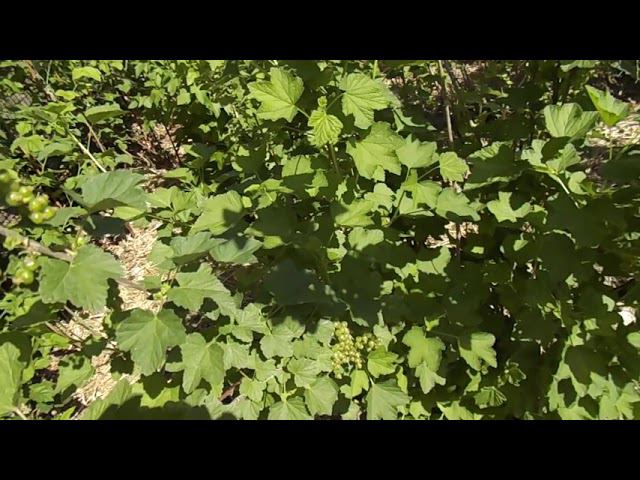 33 Обработка смородины горячей водой осенью - результаты смотреть онлайн