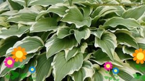 Хоста гибридная Моерхайем. Краткий обзор, описание характеристик, где купить саженцы hosta Moerheim