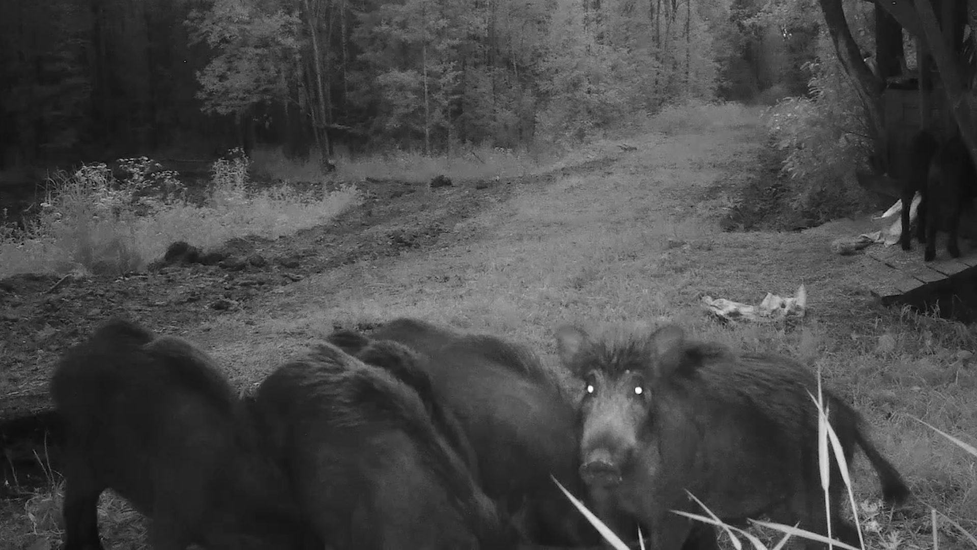 Кабаны пришли полакомиться. Чавканье. Охота и рыбалка. Кабан выпуск 184