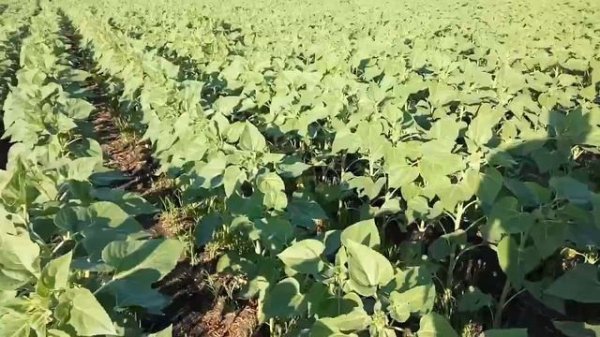 Подсолнух по Подсолнуху  EURALIS сорт TERRAMIS CL.  часть 4.