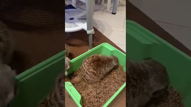Ну дай львинки! Не жадничай смотреть онлайн