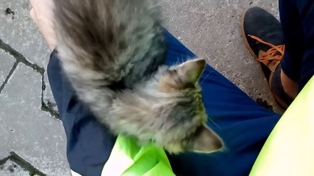 Прибился котенок смотреть онлайн