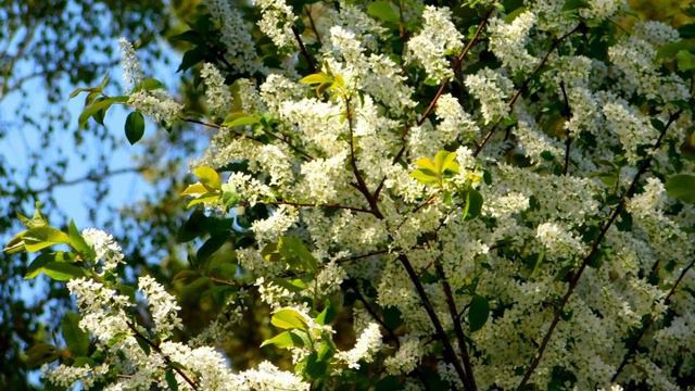 792. ♫.Людмила Зыкина - "Раздумье" ,муз.П. Аедони́цкого, стихи И.Шаферана смотреть онлайн