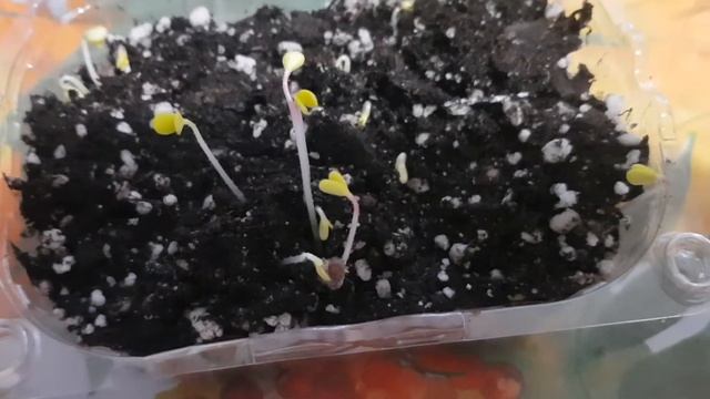 розы из семян. часть 1. 08.01.2021г. смотреть онлайн