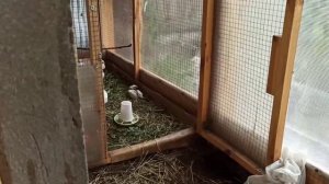 Безопасный цыплятник своими руками.