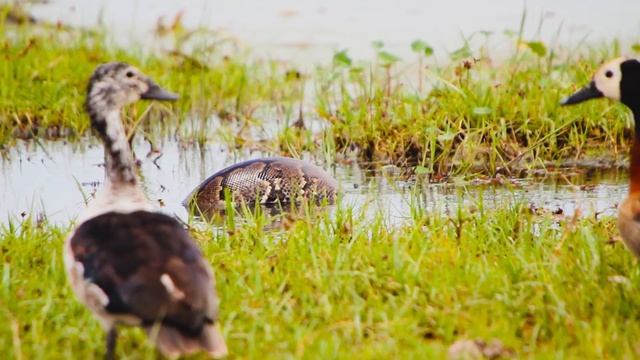 Python Vs Duck: On The Hunt | Amboseli Safari смотреть онлайн