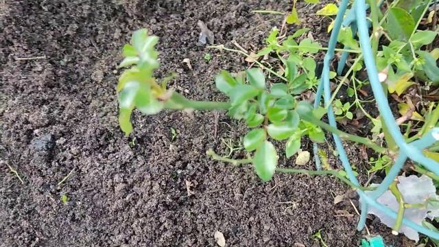 ?Укрываю розы, ??подготовка роз к зимнему сезону ? смотреть онлайн