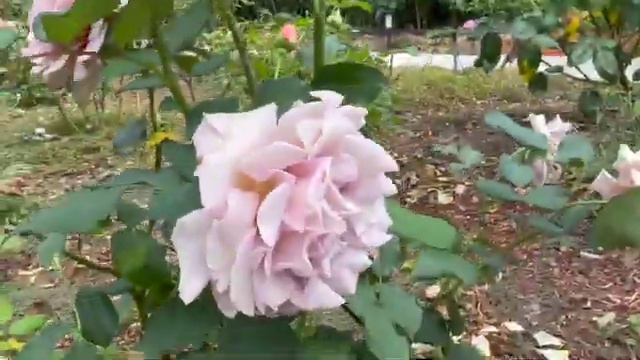 Koko loko rose смотреть онлайн