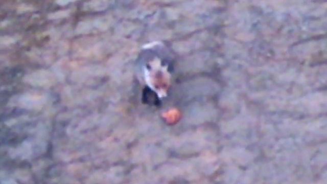 Лиса просит еды смотреть онлайн