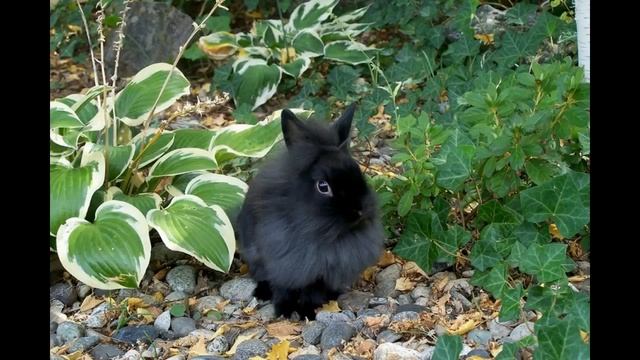 Декоративные львиноголовые кролики смотреть онлайн