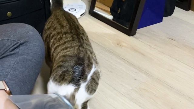 【閲覧注意】去勢手術をした子猫の様子がこちらです…タマタマの画像有り【保護子猫】 смотреть онлайн