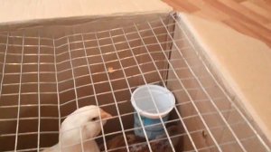 Перевозка кур. Как мы это делаем....