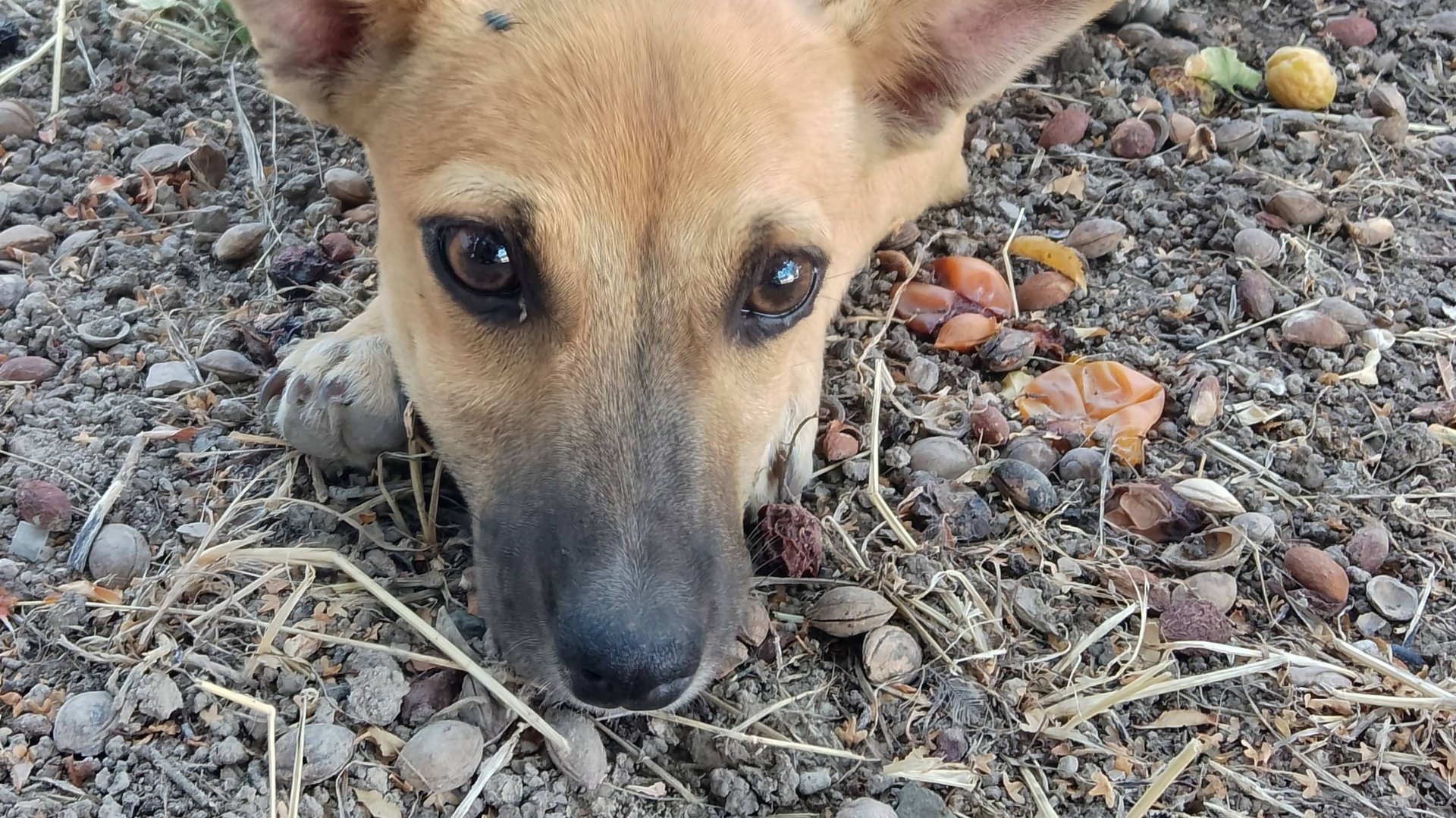 Щенуля, будет маленькой собачкой