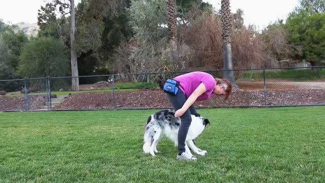 Backward weaves made easy - Dog Tricks смотреть онлайн
