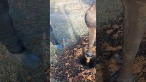 пробная версия бур на т-40 своими руками