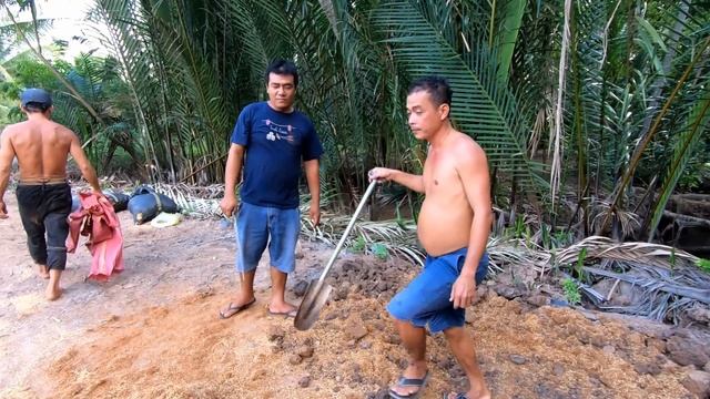 Cây Lý Bảy Tám Người Trồng| Need An Army To Plant A Syzygium Jambos - @huongviongque9676 смотреть онлайн