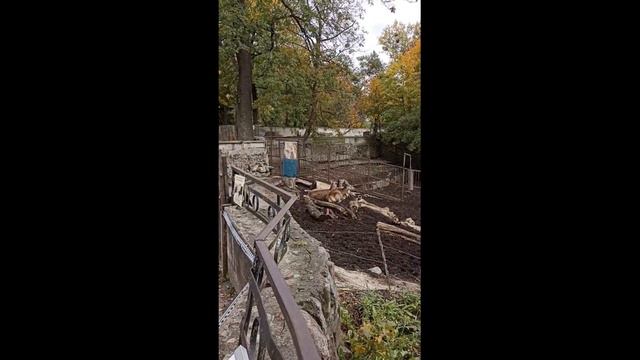 Зоопарк. Олени смотреть онлайн