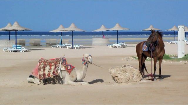 Hotel Harmony Makadi Bay, Egipt, Hurghada смотреть онлайн