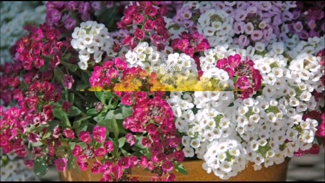 КАКИЕ ЦВЕТЫ ПОСАДИТЬ С ФЛОРИБУНДАМИ смотреть онлайн