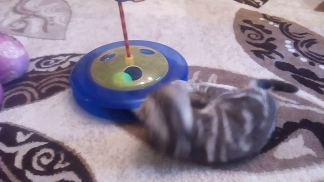 Шотландская порода смотреть онлайн