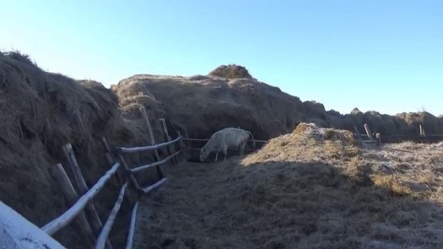 Про фотомодель Розалину.Отелилась Зарина !Как-же назвать бычка? смотреть онлайн