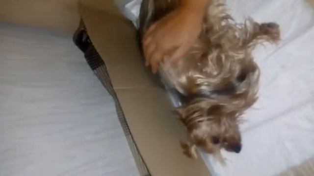 Начало родов у собаки. Йорки смотреть онлайн