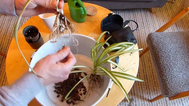 Dragon Tree and Spider Plants in Lechuza смотреть онлайн