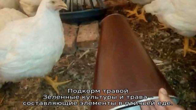 Сколько растут бройлеры до забоя смотреть онлайн