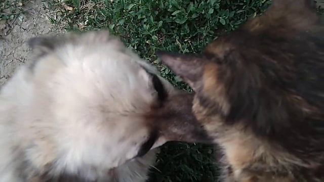 Зверьё моё домашнее. Вечер после жаркого дня. Злая кошка Бусинка. смотреть онлайн