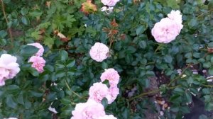 РОЗА ' ПИРУЭТ' В МОЁМ САДУ !