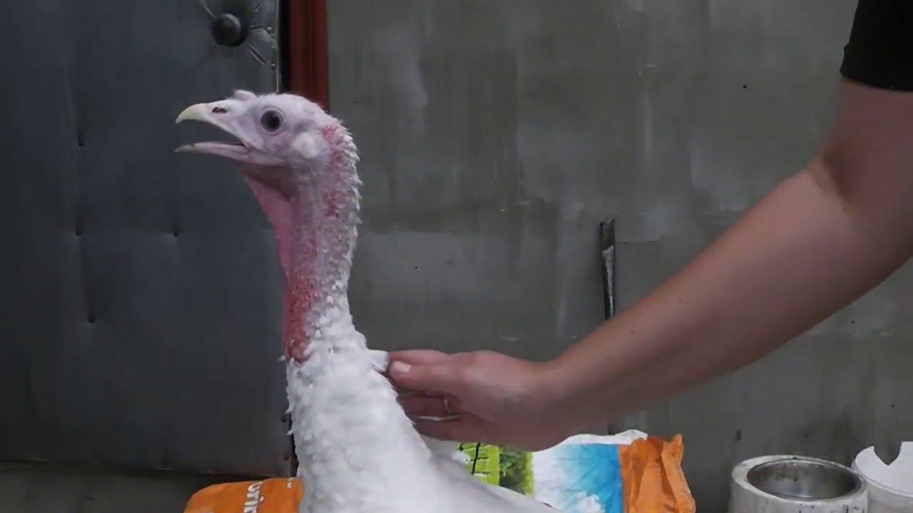 Индюшки улетели в теплые края, взвешивание в 4 месяца смотреть онлайн