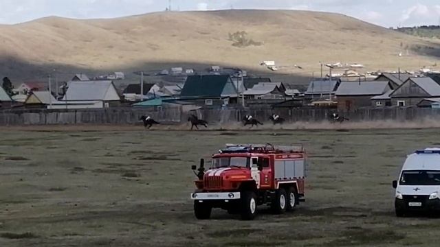 25.05.2020 Скачка 1800м для лошадей 3х лет и старше полукровных пород рождённых в Забайкальском кра смотреть онлайн