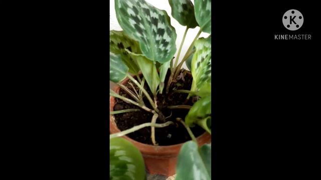 calathea plant collection in Elpe's garden смотреть онлайн