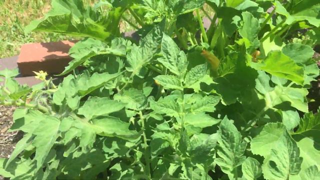 319 Days Since I’ve Eaten Squash (First 2022 Squash Harvest, 7 Varieties) смотреть онлайн