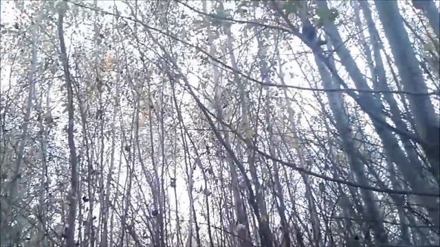 Поездка за грибами смотреть онлайн