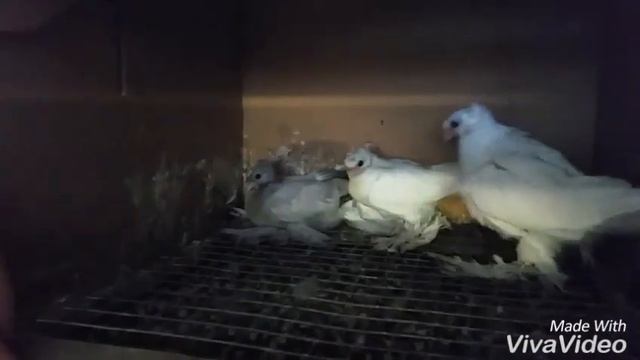 Узбекские голуби / Usbekische Tauben /Uzbek Pigeons