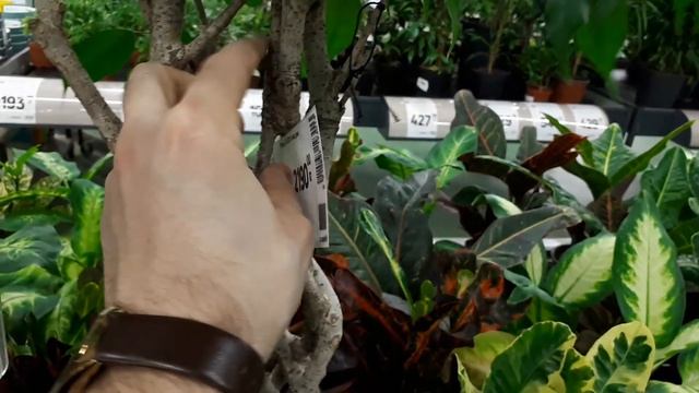 ФИКУС. 5 способов плетения ствола. Как сделать. Как правильно. Особенности смотреть онлайн