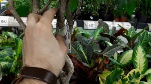 ФИКУС. 5 способов плетения ствола. Как сделать. Как правильно. Особенности