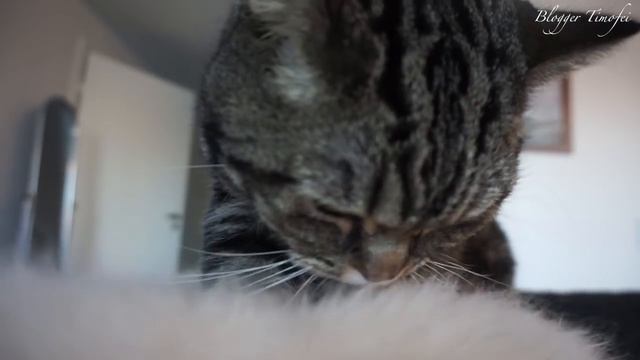 Кот балдеет от овечьей шкуры; Cat adores sheepskin смотреть онлайн