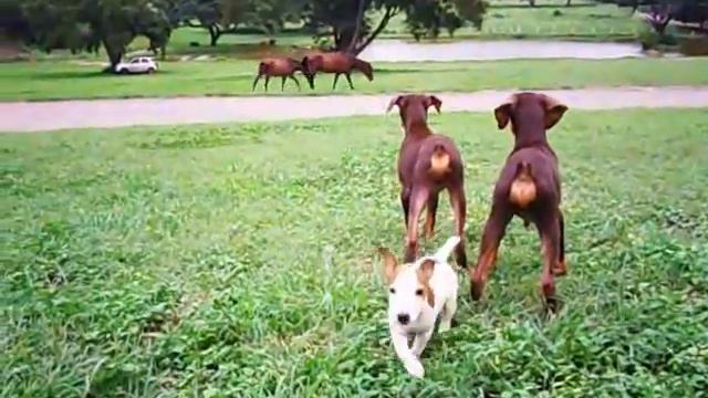 JACK RUSSELL, Fryda, Alvin y sus amigos, Doberman Boby, Fila, Beagle... смотреть онлайн