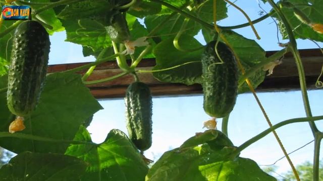 Какие овощи можно выращивать на балконе или в квартире? смотреть онлайн