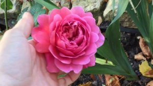 Розы в моём саду. Принцесса Александра оф Кент.