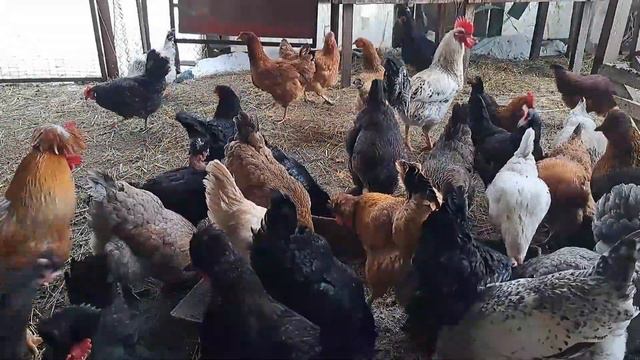 ЩОБ КУРИ НЕ ЖИРІЛИ І ГАРНО НЕСЛИСЬ ДАЮ ОВЕС! ПТИЦЯ ЛЮБИТЬ ЦІЛИЙ ОВЕС! смотреть онлайн