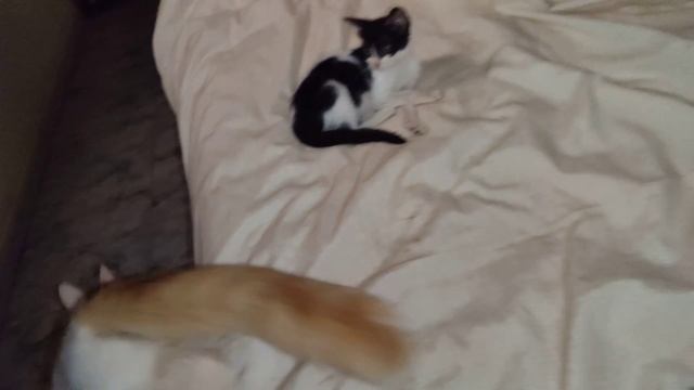 Cat Rescue. Blind Baby Bobbie is Home! смотреть онлайн